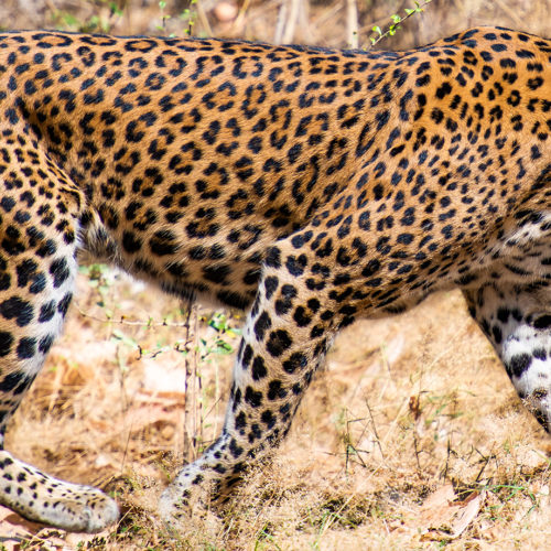 Yala Leopard